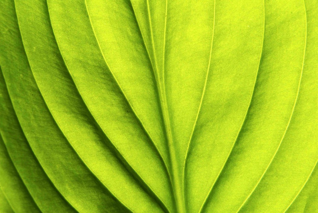 green-leaf