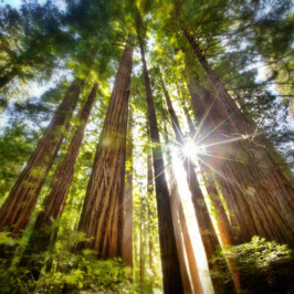 Spend this Summer with our Coast Redwood Trees!