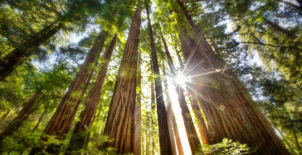 Spend this Summer with our Coast Redwood Trees!