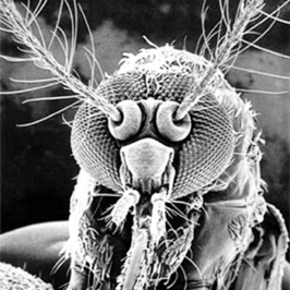 Mosquito: The Ill-favored Proboscis