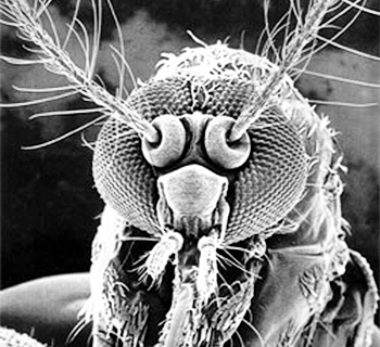 Mosquito: The Ill-favored Proboscis