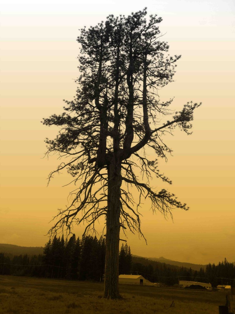 topped-pine-tree