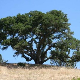 Marin County tree cutting ordinance