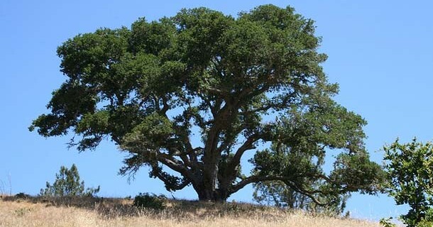 Marin County tree cutting ordinance