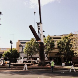 Petaluma Redwood Tree Cut Down