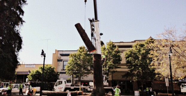 Petaluma Redwood Tree Cut Down