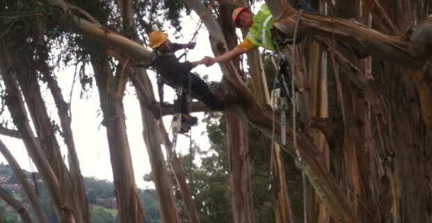 Pruning Planned For DeSilva Island Eucalyptus