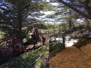 Sonoma Marin Arborists - Expert Arborists Saves Home Insurance - Image